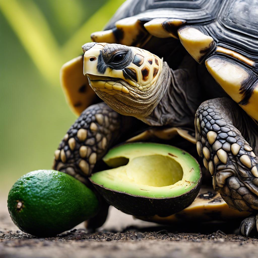 Exploring the Possibilities: Can a Tortoise Safely Enjoy Avocado as a Snack